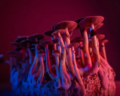 About Psychedelics by the Philosopher: An Intellectual Journey into Mind-Altering Compounds